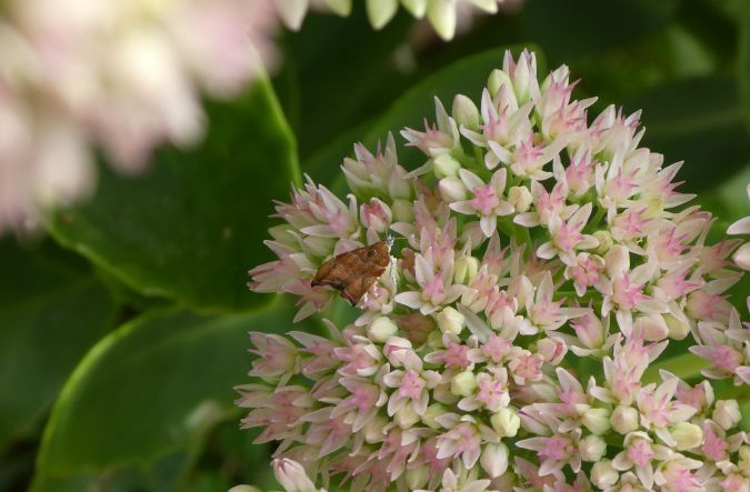 Choreutis nemorana  - Françoise Rauzieres (TGB-SSNTG)