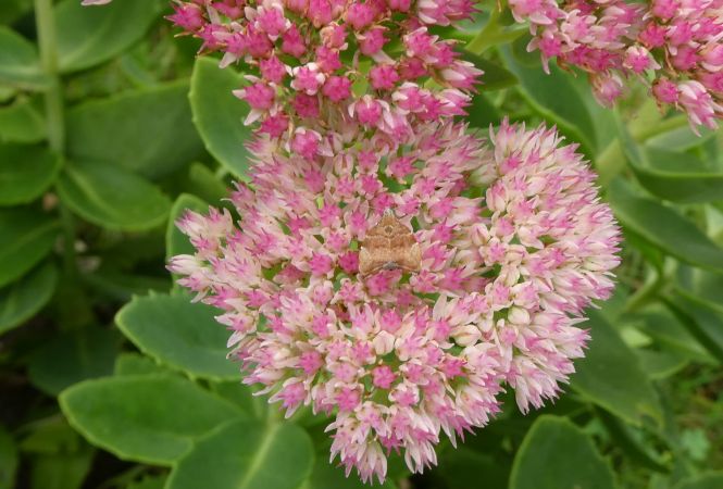 Choreutis nemorana  - Françoise Rauzieres (TGB-SSNTG)