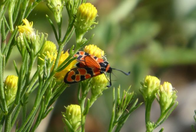 Zygène de la petite coronille  - Françoise Rauzieres (TGB-SSNTG)