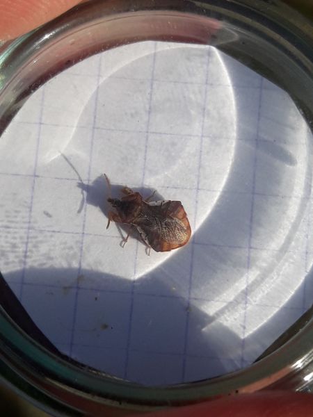 Phymata crassipes  - Sylvain Lethuillier