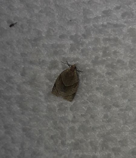 Clepsis rurinana  - Sylvain Lethuillier