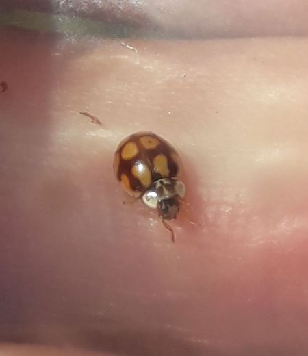 Coccinelle à dix points  - Sylvain Lethuillier