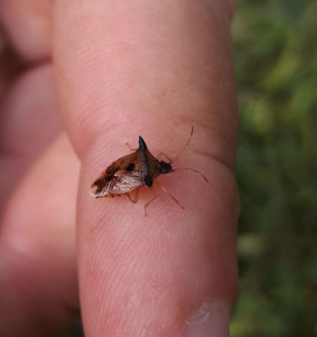 Elasmucha ferrugata  - Sylvain Lethuillier