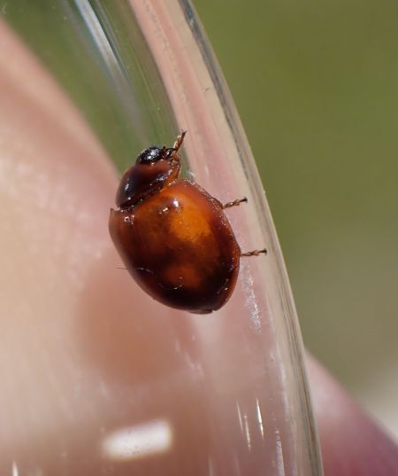 Exochomus quadripustulatus  - Sylvain Lethuillier