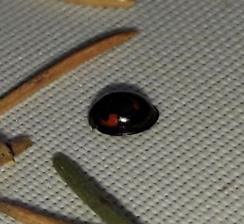 Exochomus quadripustulatus  - Sylvain Lethuillier