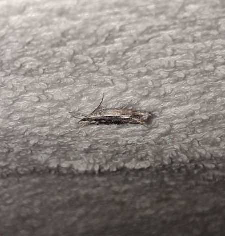 Ypsolopha scabrella  - Sylvain Lethuillier