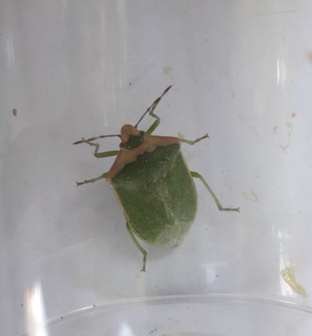 Nezara viridula  - Sylvain Lethuillier