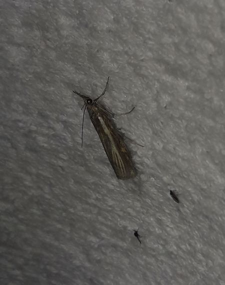 Crambus des tiges  - Sylvain Lethuillier