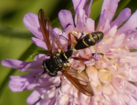 Physocephala rufipes  - Georges Roca Filella