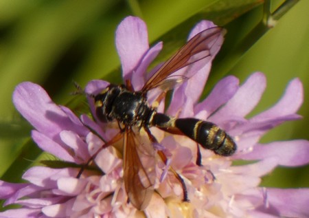 Physocephala rufipes  - Georges Roca Filella