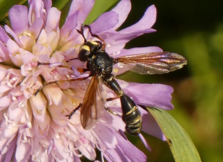 Physocephala rufipes  - Georges Roca Filella