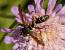 Physocephala rufipes  - Georges Roca Filella