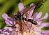 Physocephala rufipes  - Georges Roca Filella