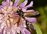 Physocephala rufipes  - Georges Roca Filella