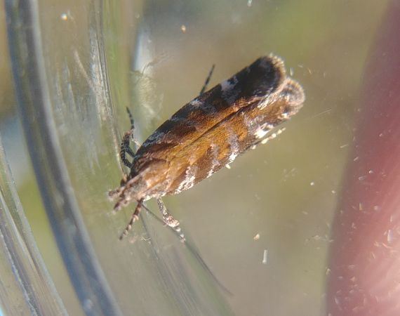 Aristotelia decurtella 
