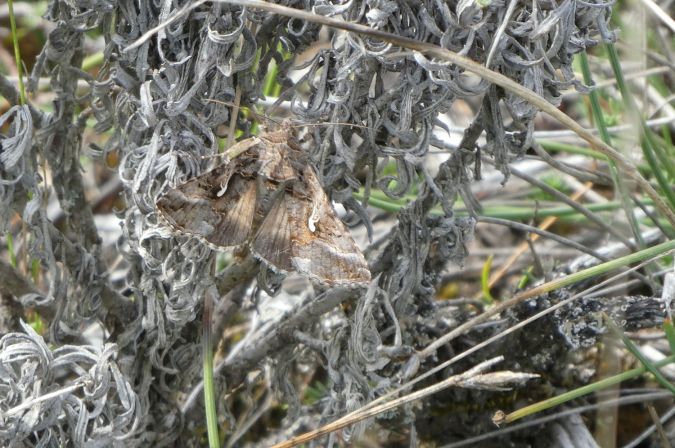 Gamma  - Françoise Rauzieres (TGB-SSNTG)