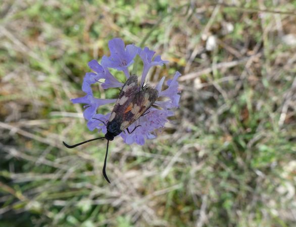 Zygaena indéterminé  - Françoise Rauzieres (TGB-SSNTG)