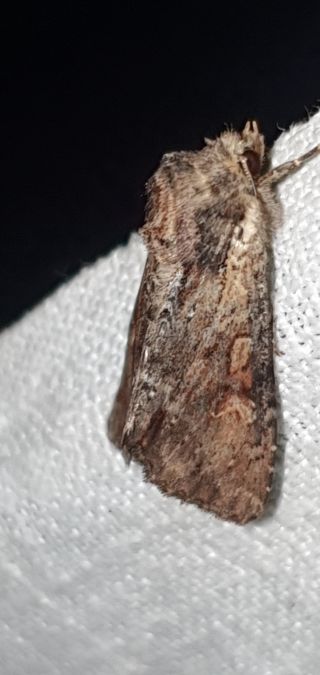 Apamea crenata  - Melchior Viallet