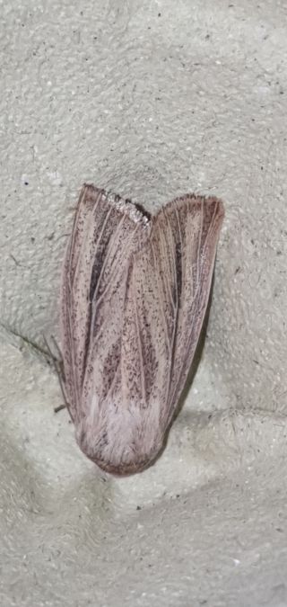 Mythimna pudorina  - Melchior Viallet