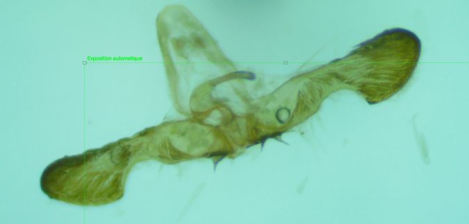 Cydia interscindana  - Melchior Viallet