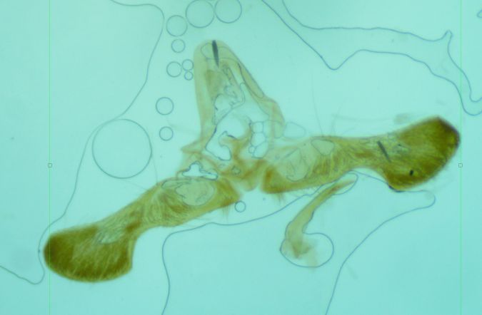 Cydia interscindana  - Melchior Viallet