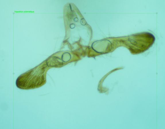 Cydia interscindana  - Melchior Viallet