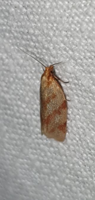 Clepsis pallidana  - Melchior Viallet