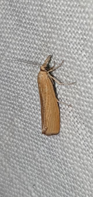 Pediasia luteella  - Melchior Viallet