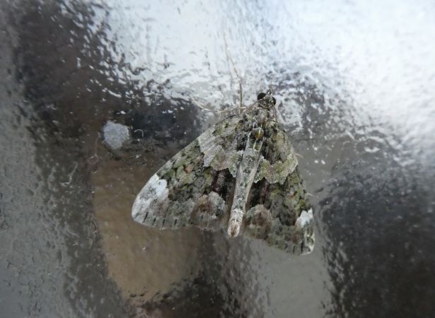 Chloroclysta siterata  - Françoise Rauzieres (TGB-SSNTG)