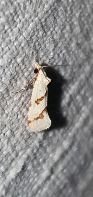 Aethes flagellana  - Melchior Viallet