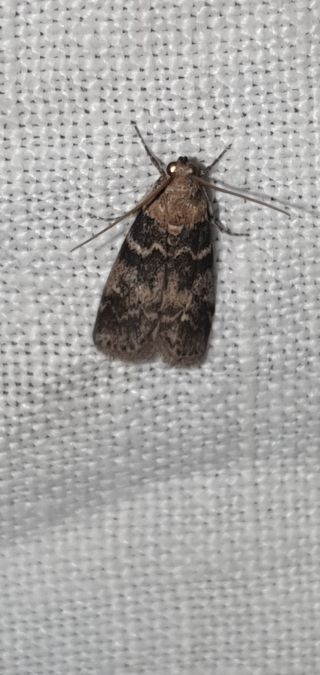 Euzophera pinguis  - Melchior Viallet