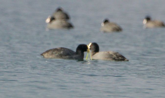 Foulque macroule  - Sébastien Marie