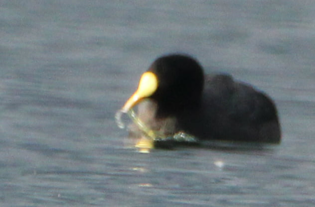 Foulque macroule  - Sébastien Marie