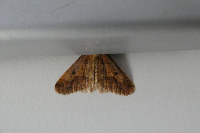 Hibernie défeuillante  - Françoise Rauzieres (TGB-SSNTG)