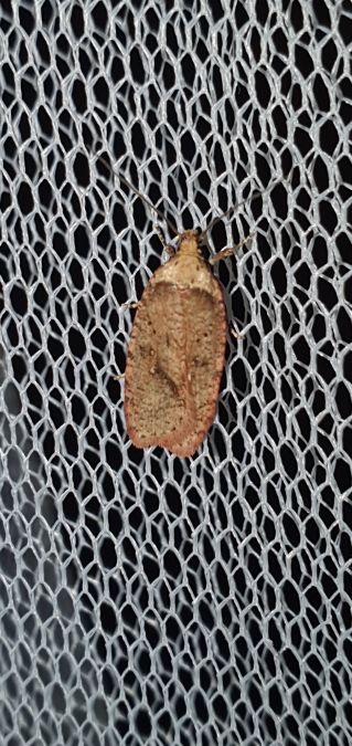 Agonopterix astrantiae  - Melchior Viallet