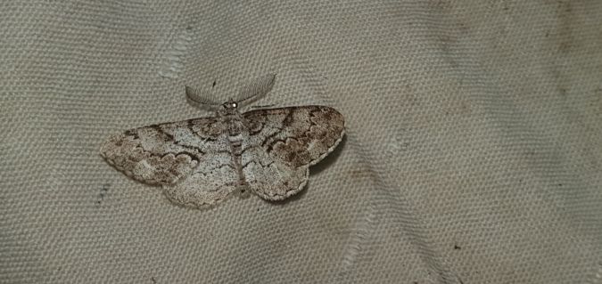 Peribatodes secundaria  - Melchior Viallet