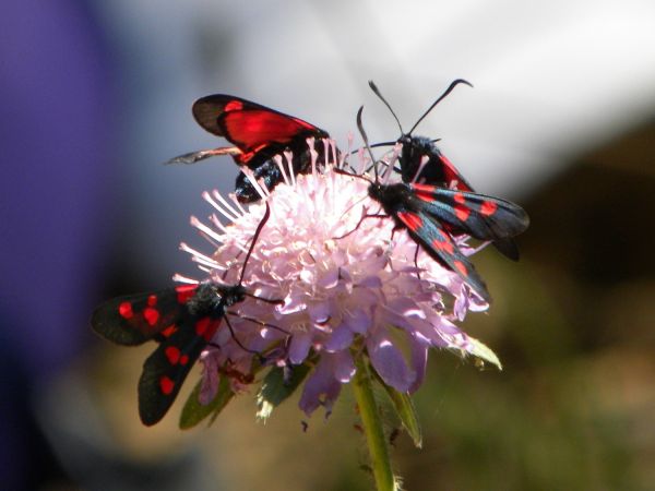 Zygaena indéterminé  - Françoise Rauzieres (TGB-SSNTG)