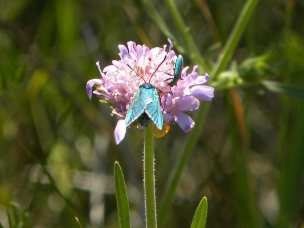 Adscita sp.  - Françoise Rauzieres (TGB-SSNTG)