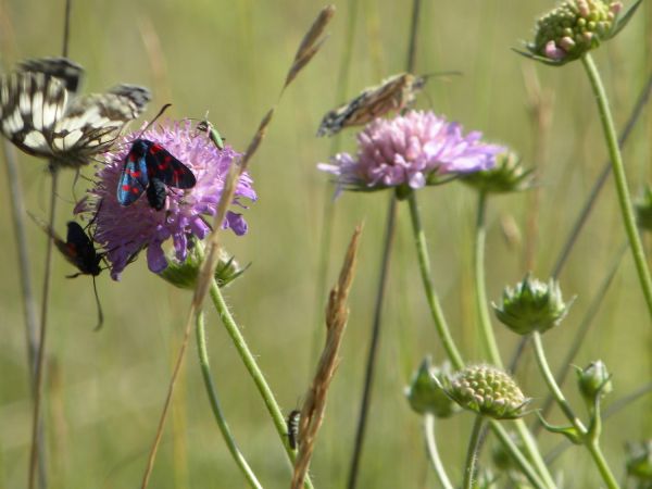 Zygaena indéterminé  - Françoise Rauzieres (TGB-SSNTG)