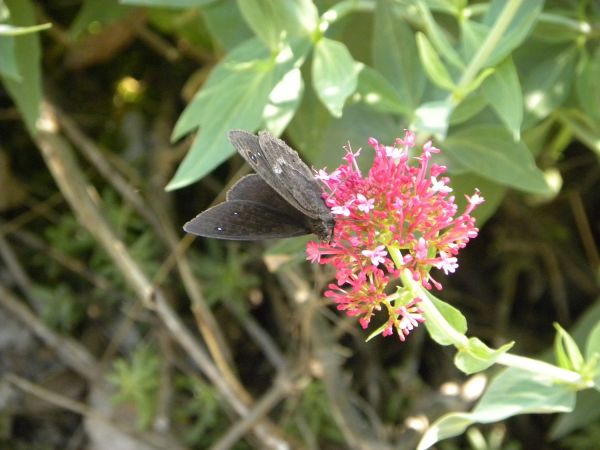 Grande Coronide  - Françoise Rauzieres (TGB-SSNTG)