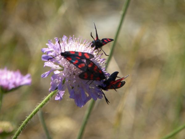 Zygaena indéterminé  - Françoise Rauzieres (TGB-SSNTG)