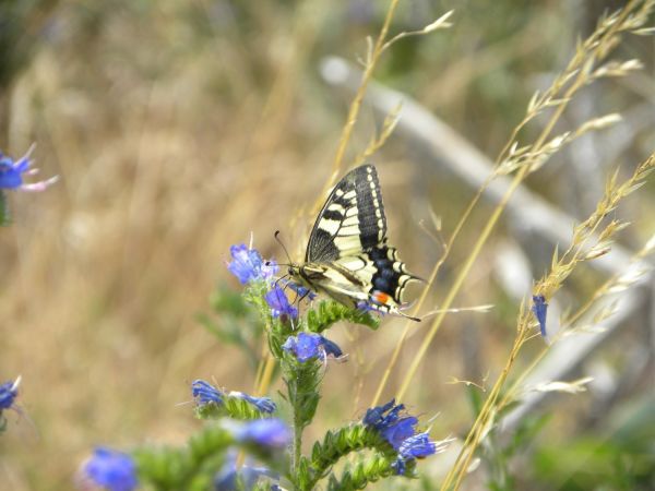 Machaon  - Françoise Rauzieres (TGB-SSNTG)