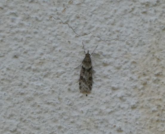 Eudonia angustea  - Françoise Rauzieres (TGB-SSNTG)