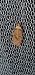 Agonopterix astrantiae  - Melchior Viallet
