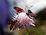Zygaena indéterminé  - Françoise Rauzieres (TGB-SSNTG)