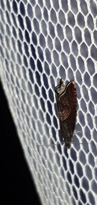 Dichrorampha acuminatana  - Melchior Viallet