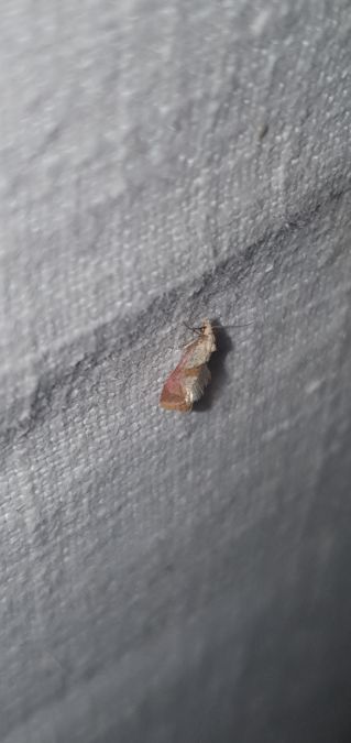 Cochylis flaviciliana  - Melchior Viallet