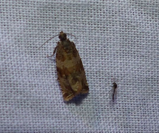 Celypha flavipalpana 