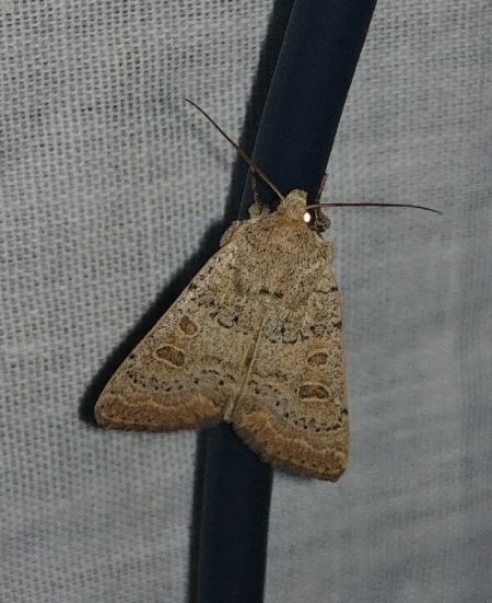 Hoplodrina superstes 