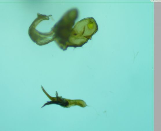 Falseuncaria ruficiliana  - Melchior Viallet